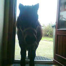 Shetlænder Skipper(mascot)