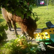 Shetlænder Skipper(mascot)