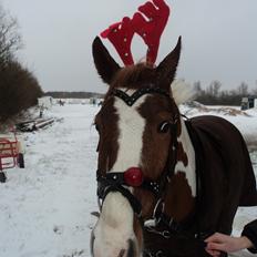 Anden særlig race Mc Queen