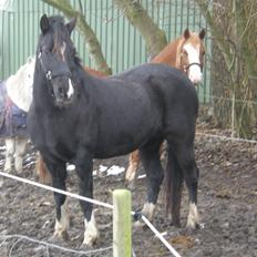 Welsh Pony af Cob-type (sec C) GRIBSVADS BLACKI