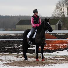 Svensk Sportspony  Blackie Brown :)