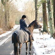 Dansk Varmblod Licrido af Tanderupholm