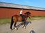 New Forest Romeo´s Hotline - Sikke en vild  unghest jeg har mig!<3<3