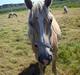 Haflinger Dominique Høgh