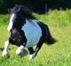 Irish Cob Troelsgaardens Sir Simon De Cantervill