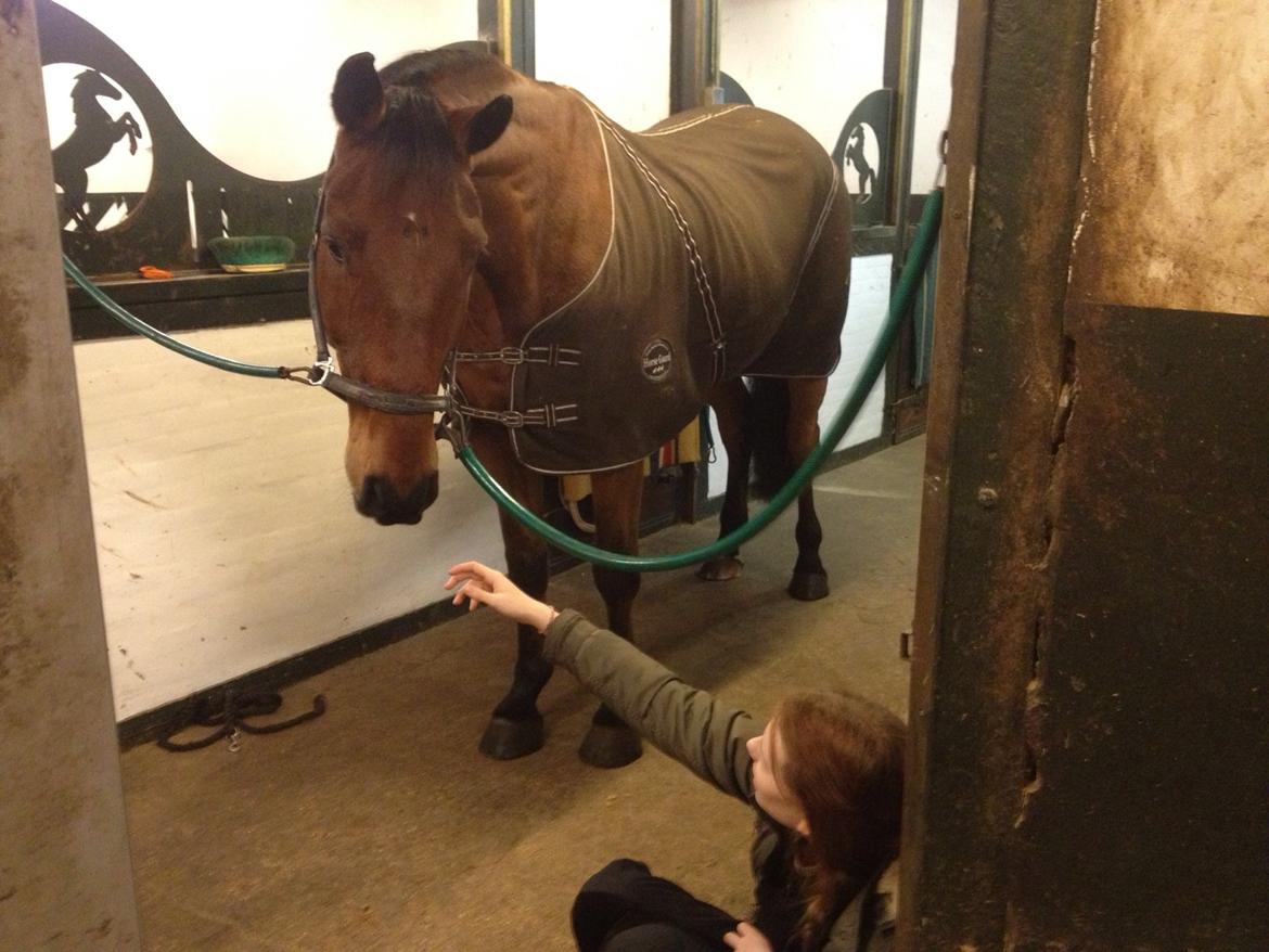 Holstener Castano billede 5