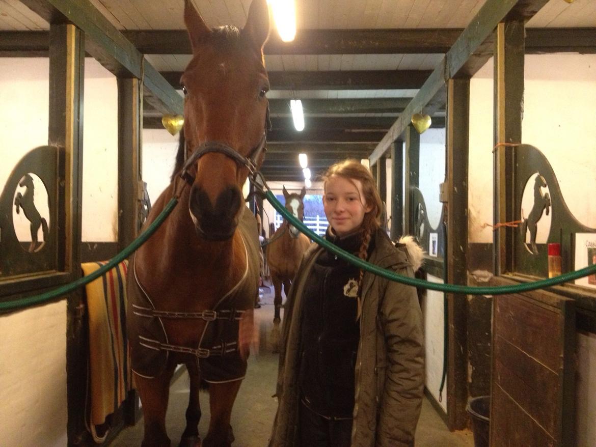 Holstener Castano billede 6