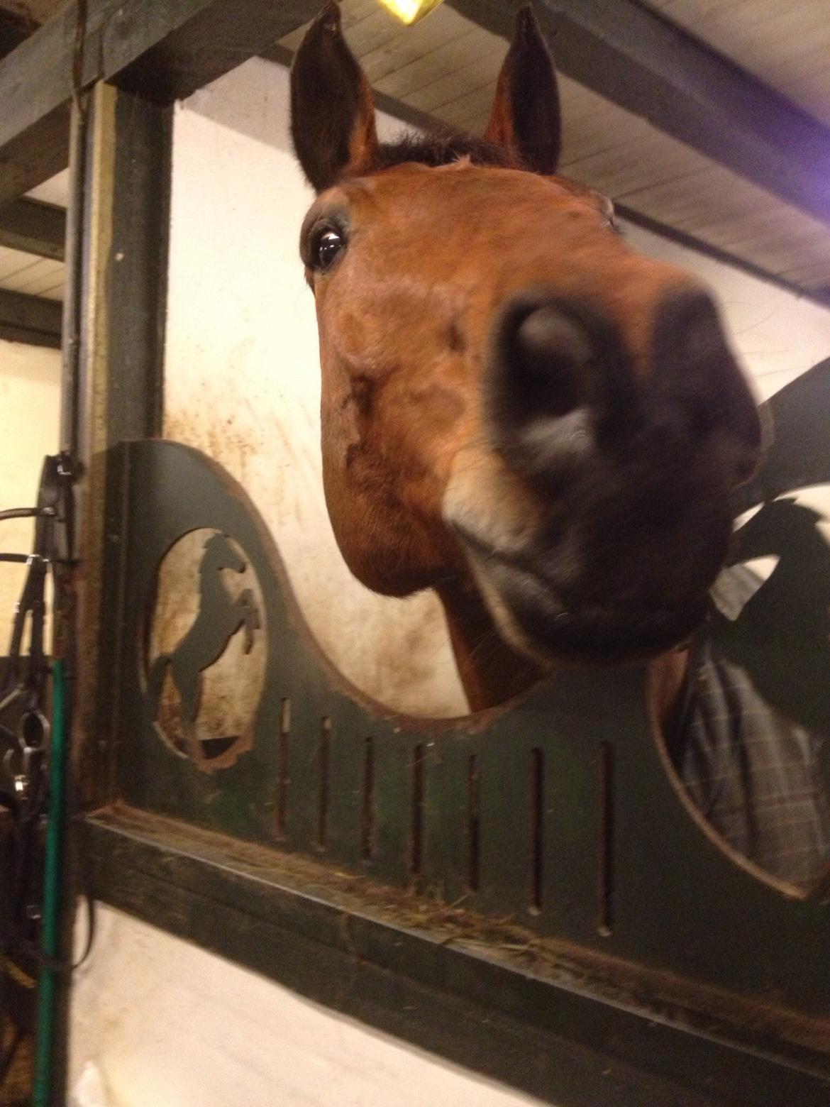 Holstener Castano billede 2