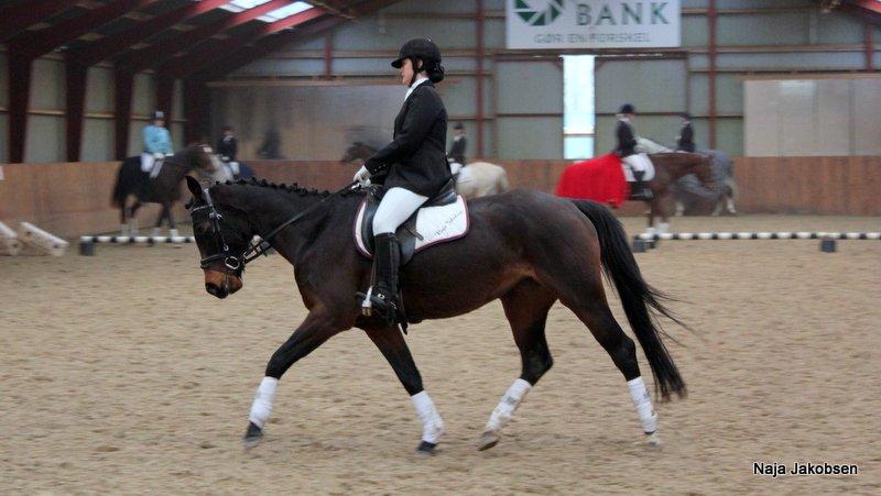 Hannoveraner Chanel " Gummibolden" - Kjellerup stævnet den 16-12-12 <3 billede 20