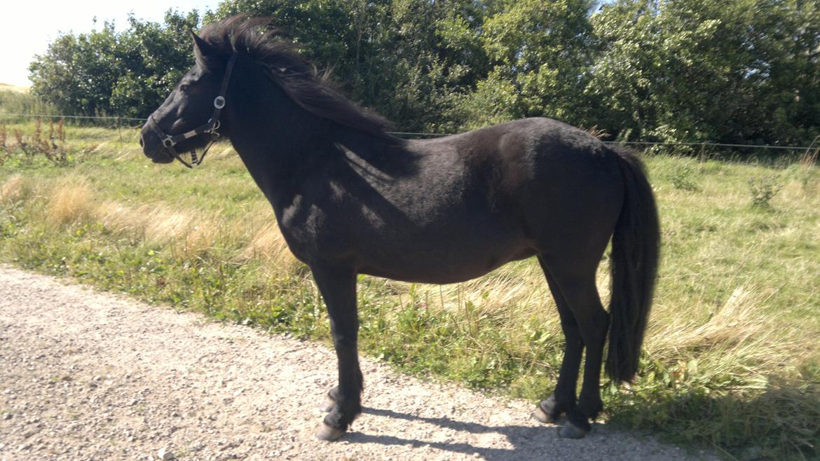 Islænder Nanna fra Sjørslev billede 14