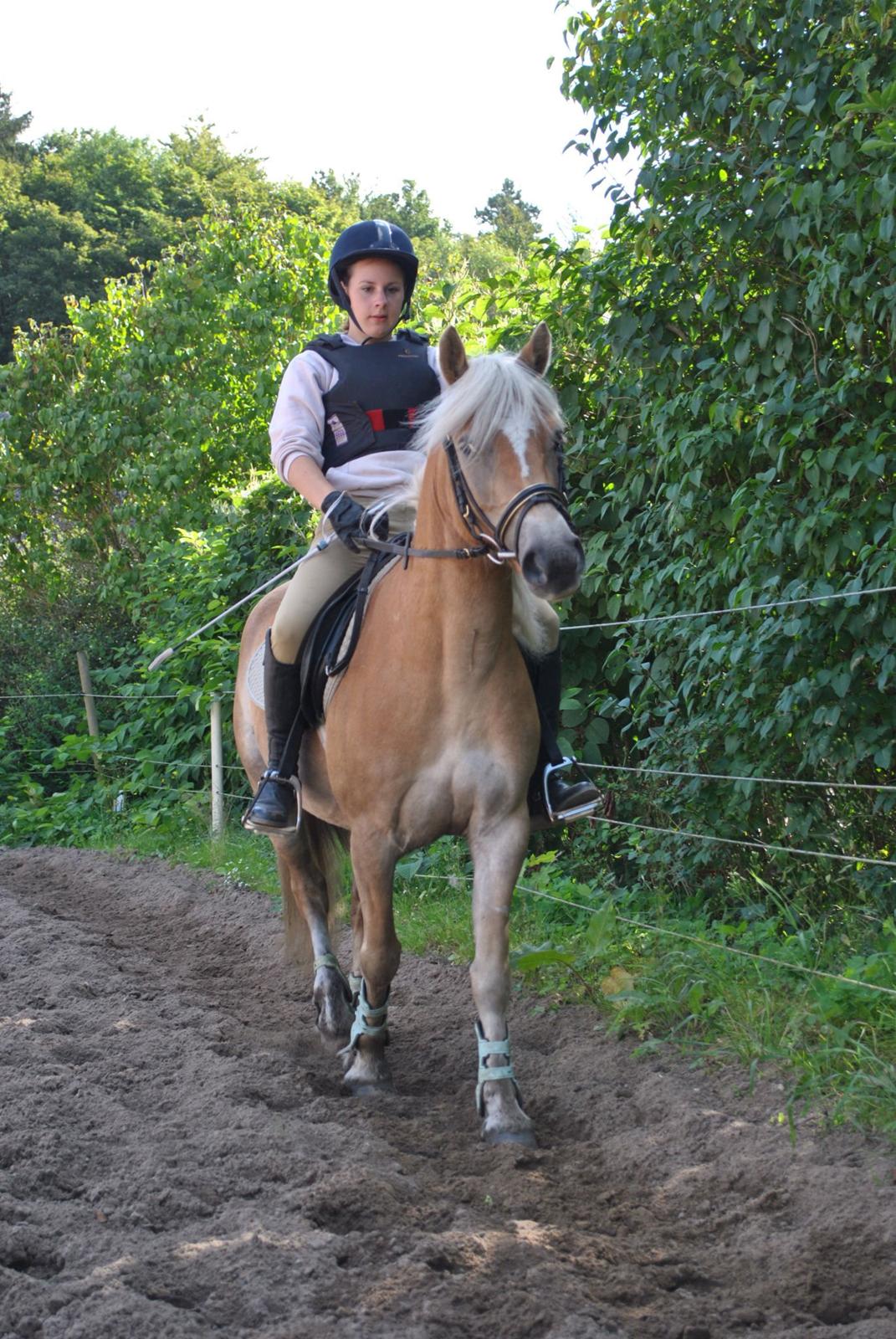 Haflinger Fanta  billede 18