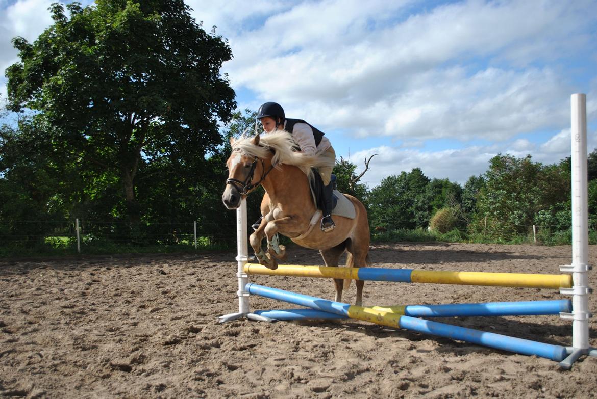 Haflinger Fanta  billede 19