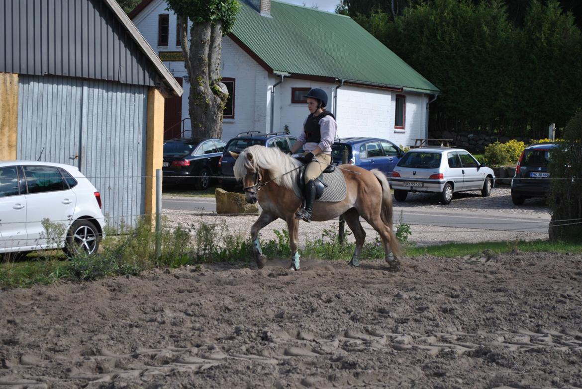 Haflinger Fanta  billede 20