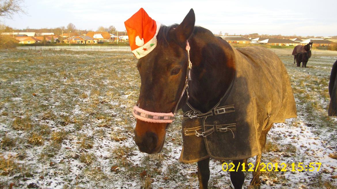 Traver Nikita ås - vinter 2012  billede 7