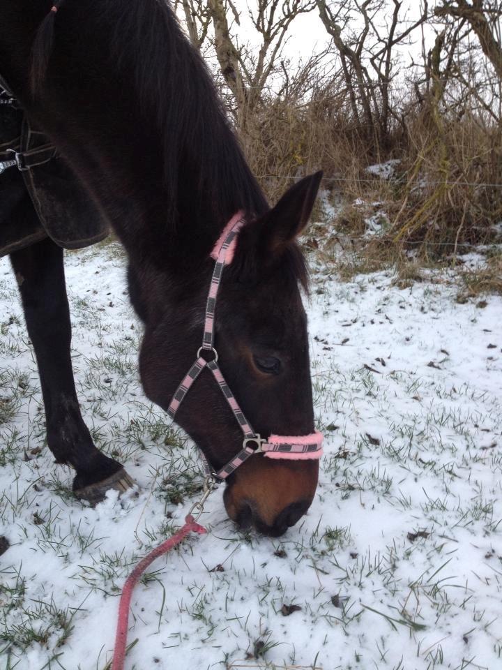 Traver Nikita ås - vinter 2012 <3 billede 9