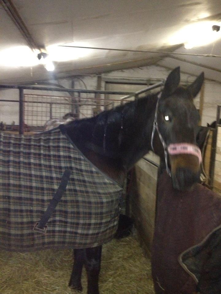 Traver Nikita ås - vinter 2012  billede 16