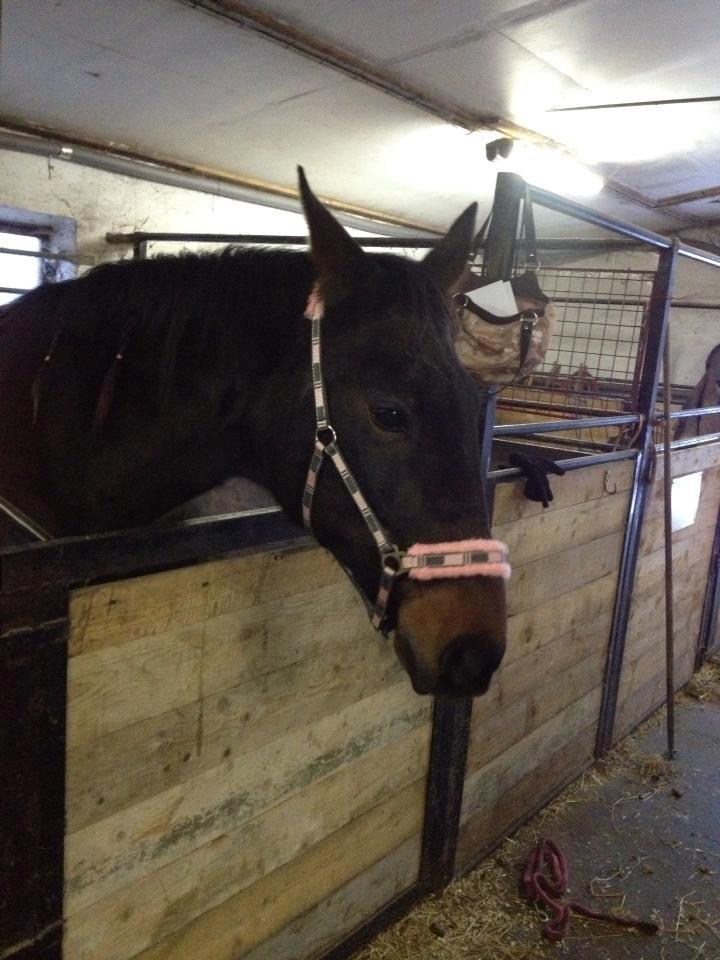 Traver Nikita ås - vinter 2012 hygger i stalden  billede 17