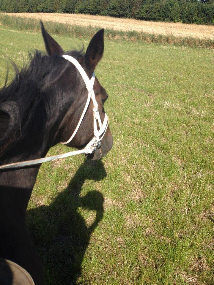 Traver Nikita ås - på ride tur sommer 2012 billede 18