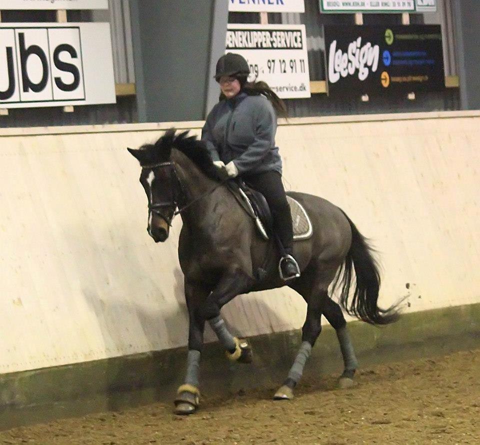 Anglo Araber (AA) Lille Daugaards Jasmin - Taget den 16-12-12 billede 5