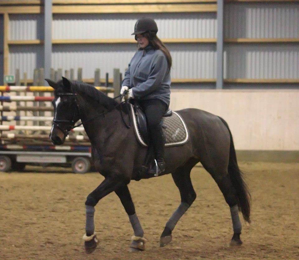 Anglo Araber (AA) Lille Daugaards Jasmin - Trav på bassen <3 
16-12-12 billede 3