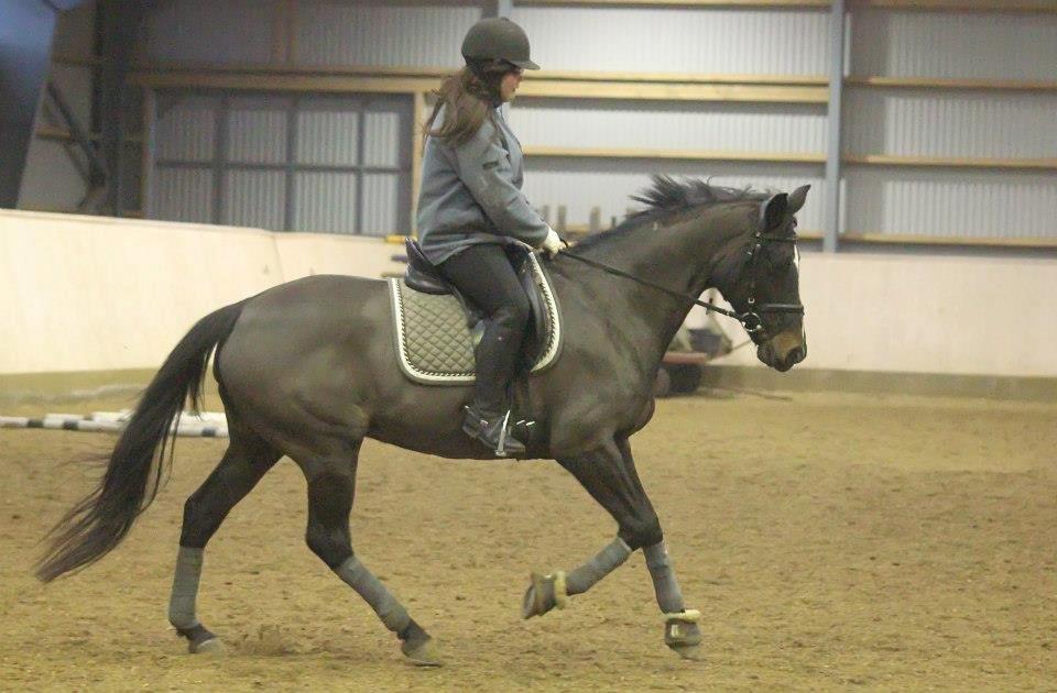 Anglo Araber (AA) Lille Daugaards Jasmin - Gallop:*
16-12-12 billede 8