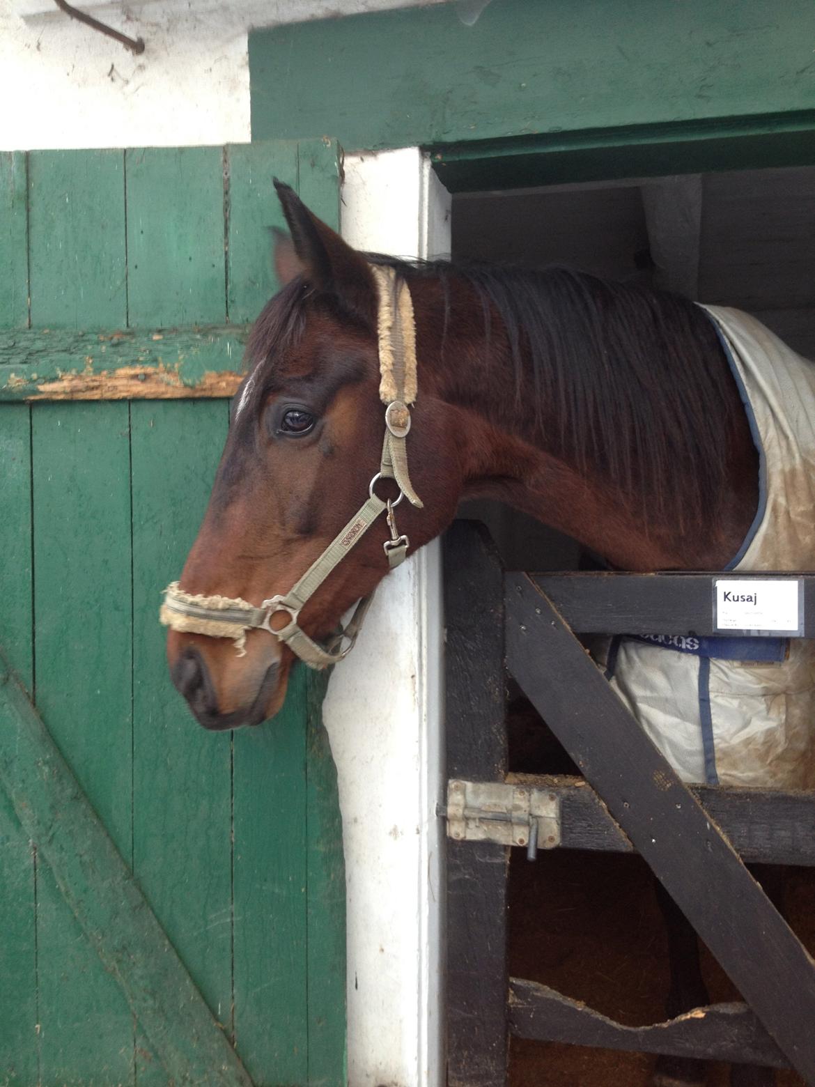 Tjekkisk Varmblod  Kusaj - D. 8 - da vi hentede ham :D <3 billede 11
