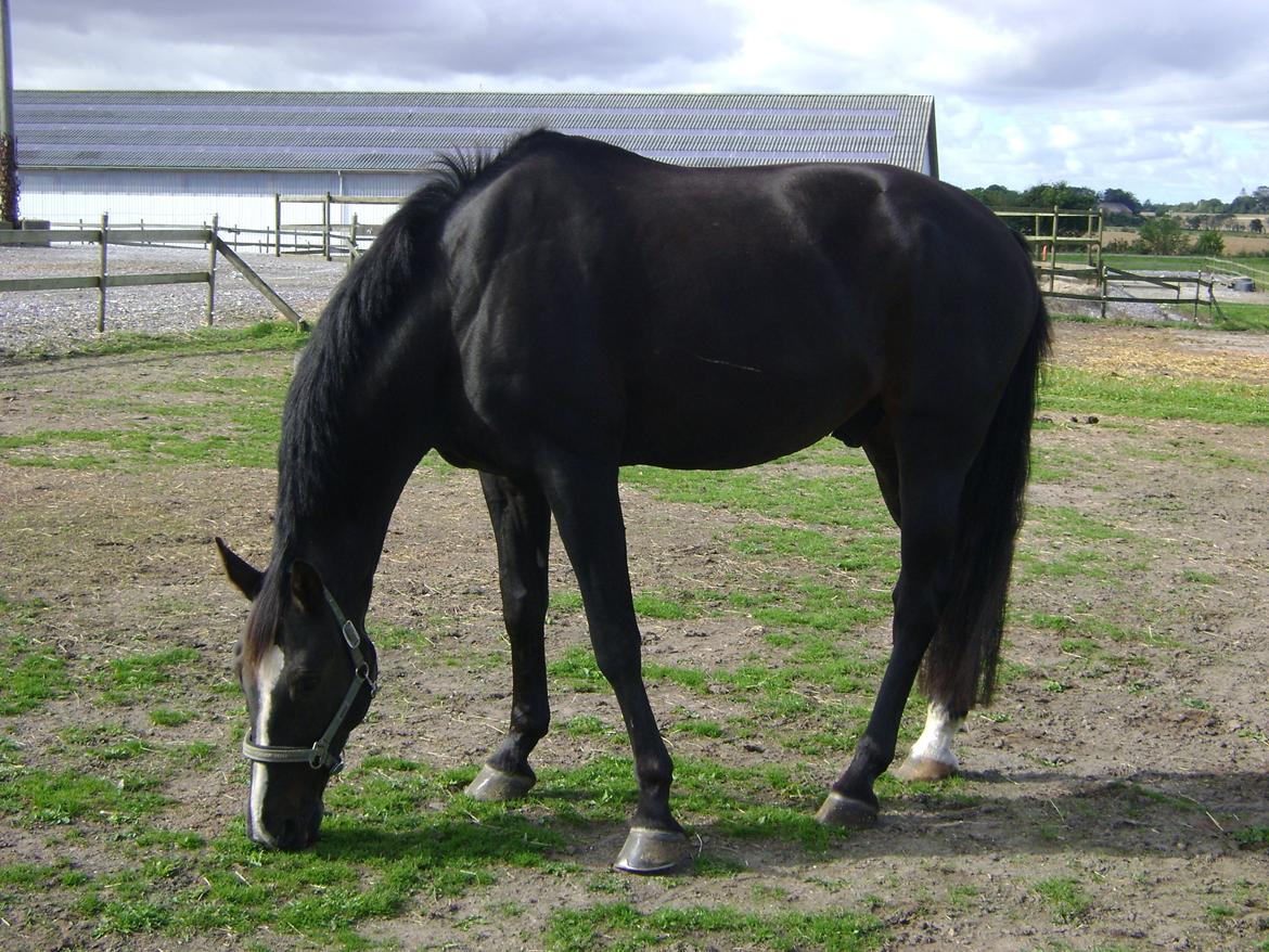 Anden særlig race Bugge Tolstrup billede 1