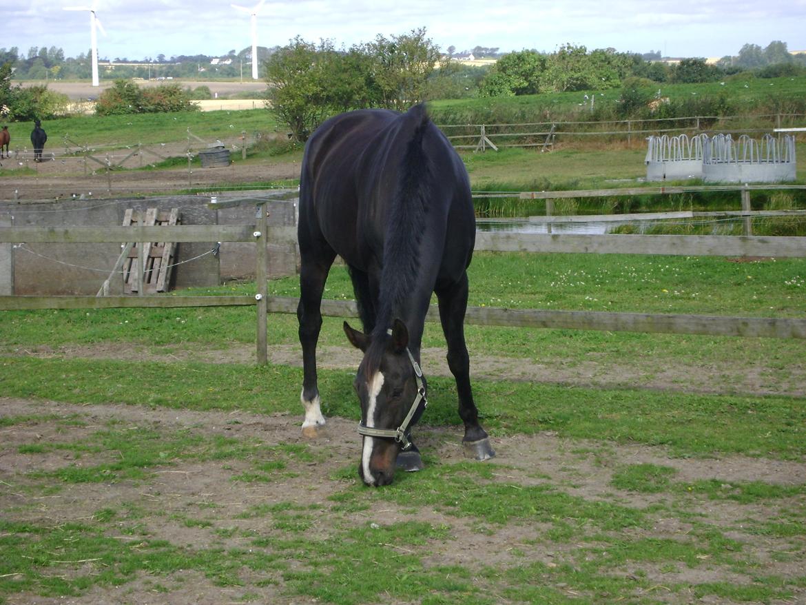 Anden særlig race Bugge Tolstrup billede 4