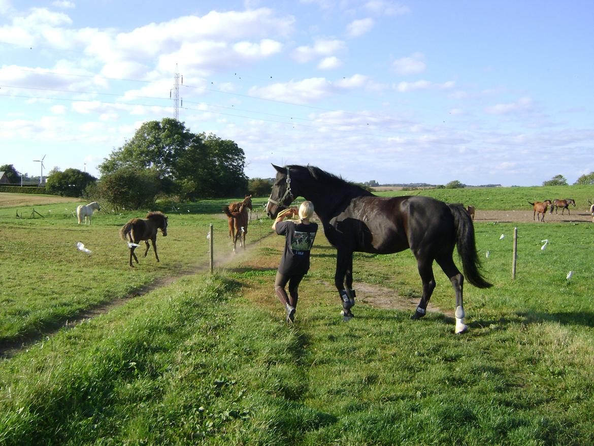 Anden særlig race Bugge Tolstrup billede 5
