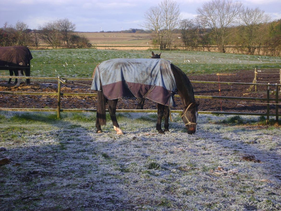 Anden særlig race Bugge Tolstrup billede 6
