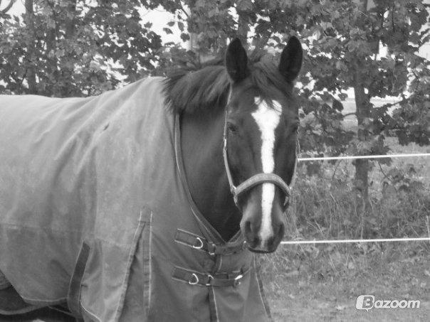 Anden særlig race Bugge Tolstrup billede 7