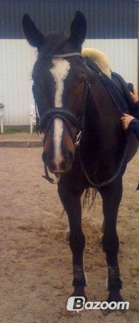 Anden særlig race Bugge Tolstrup billede 8