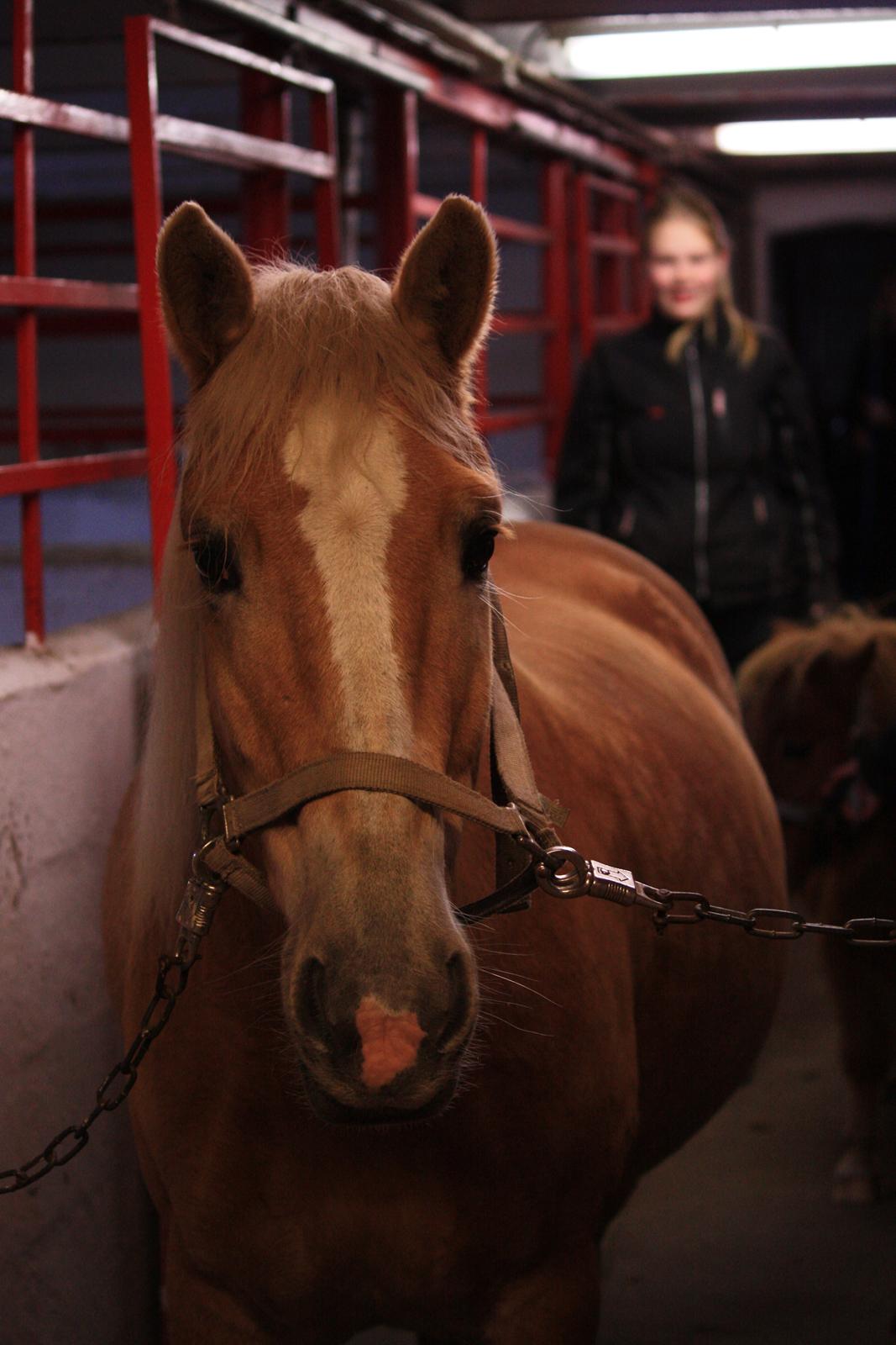 Haflinger Dominique Høgh - Som man dog bruger meget tid på at strigle billede 6