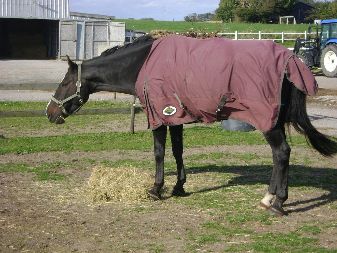 Anden særlig race Bugge Tolstrup billede 9