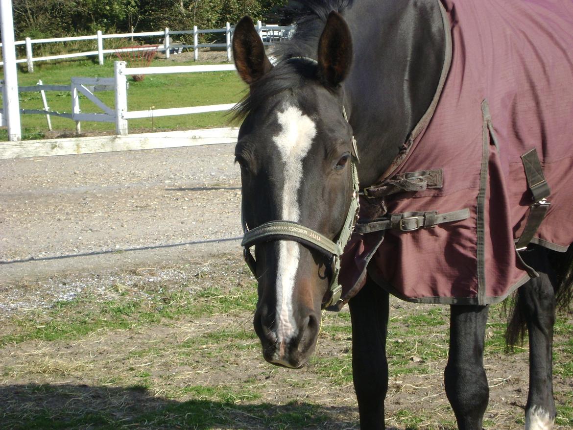 Anden særlig race Bugge Tolstrup billede 10
