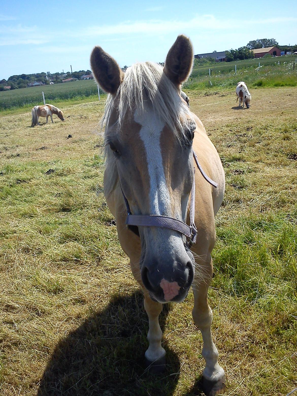 Haflinger Dominique Høgh - Sommergræs :D billede 1