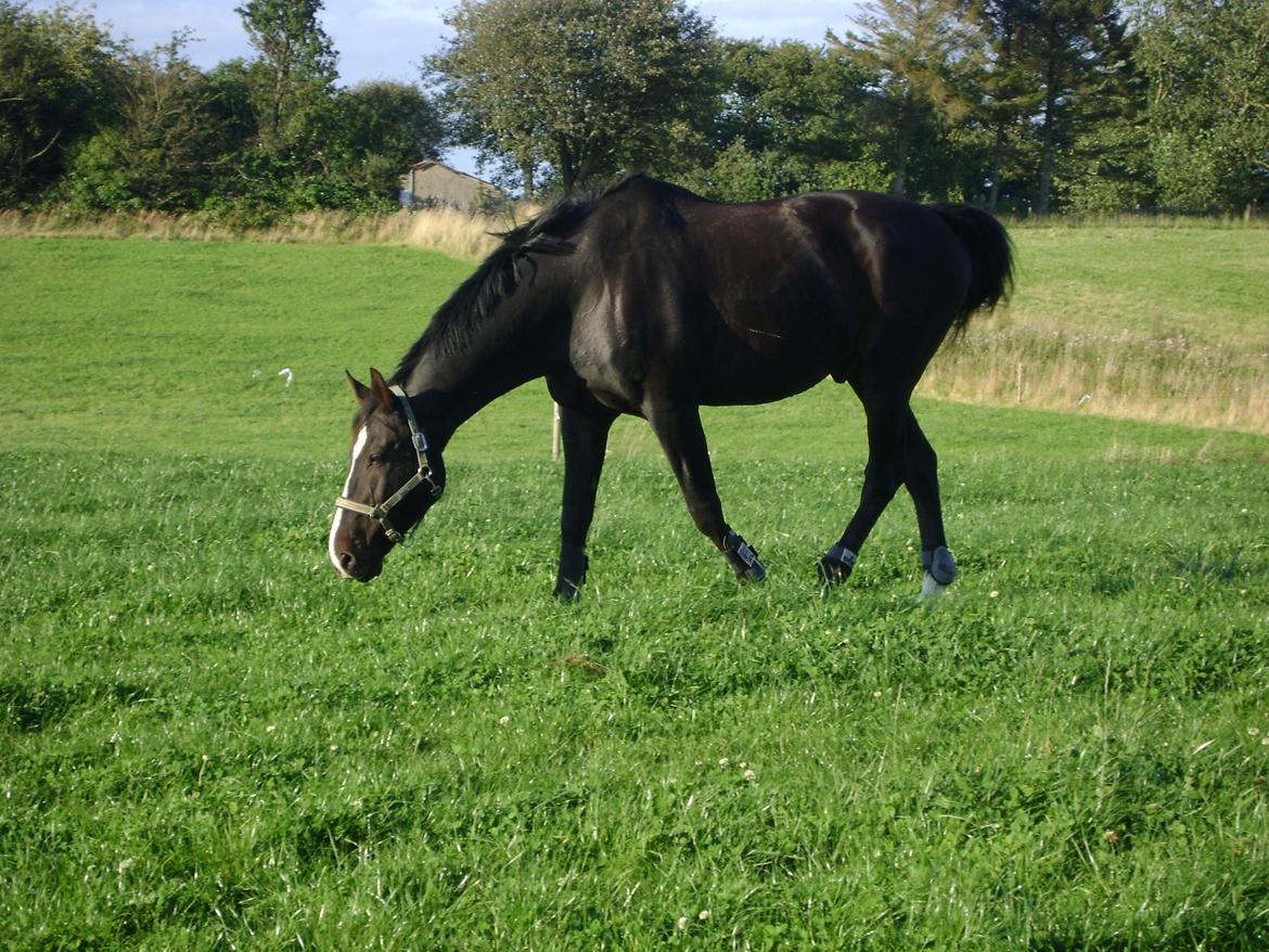 Anden særlig race Bugge Tolstrup billede 11