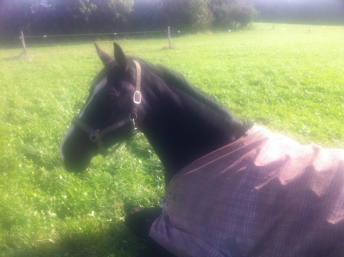 Anden særlig race Bugge Tolstrup billede 12