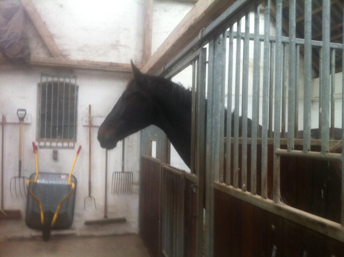 Anden særlig race Bugge Tolstrup billede 13