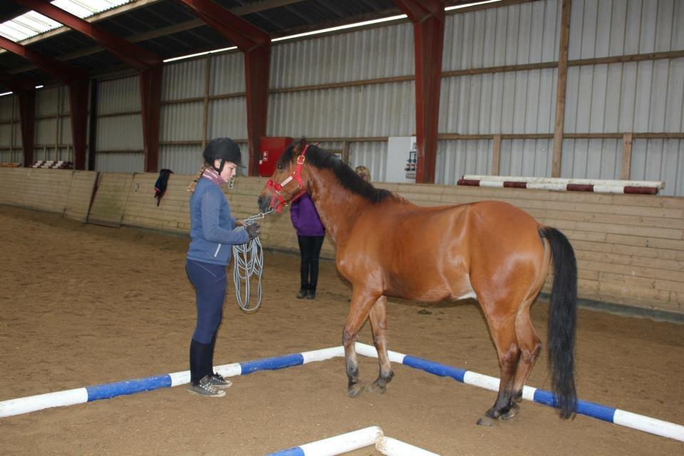 New Forest Heihoeve's Max - Horsemanship kursus hos Maj-Britt Hansen. 2012. Fotograf - Birgit Fur. billede 18