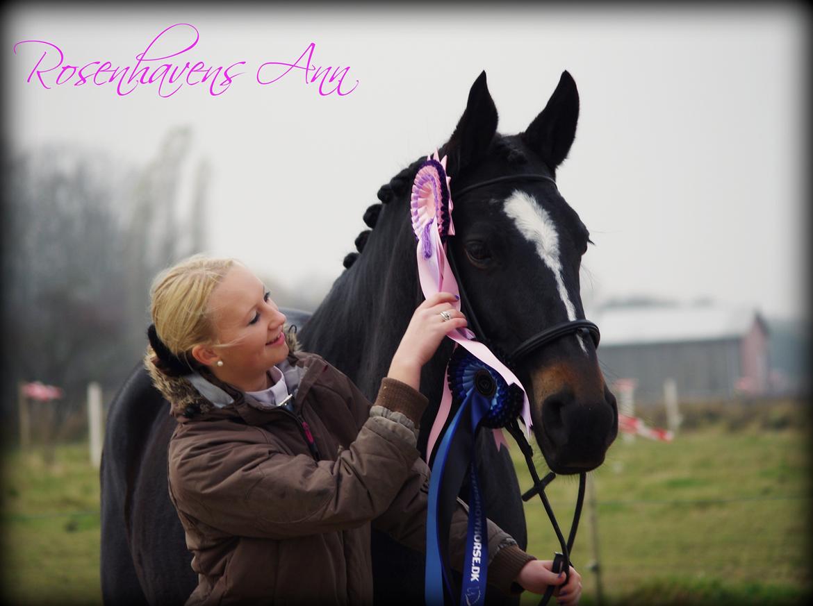 Oldenborg Rosenhavens Ann *YNDLINGS-HESTEN* - Velkommen til min smukke Ann's Profil! <3 læg gerne en kommentar samt bedømmelse?  billede 1