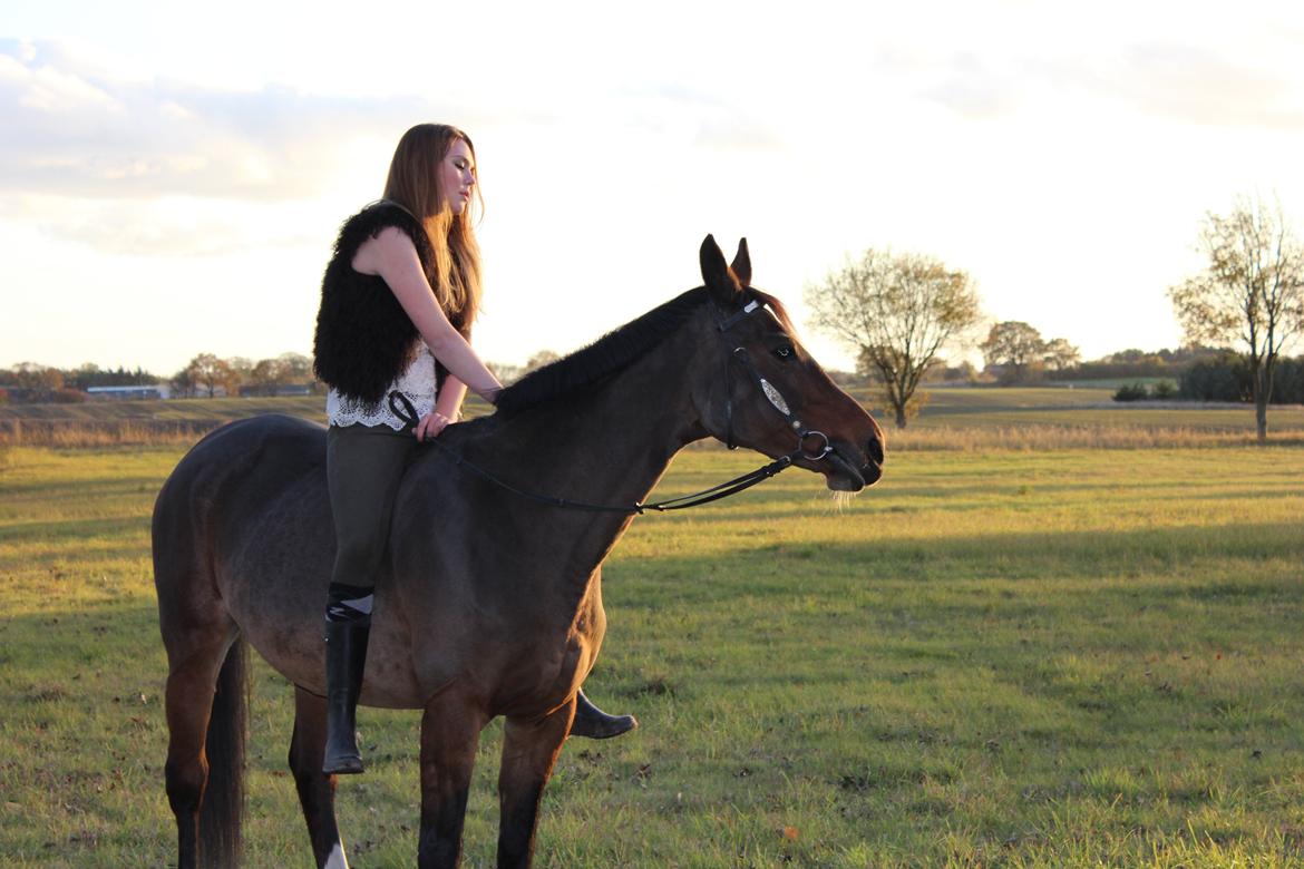 Dansk Varmblod Madame Moiselle - Foto: Emilia Hentze billede 6