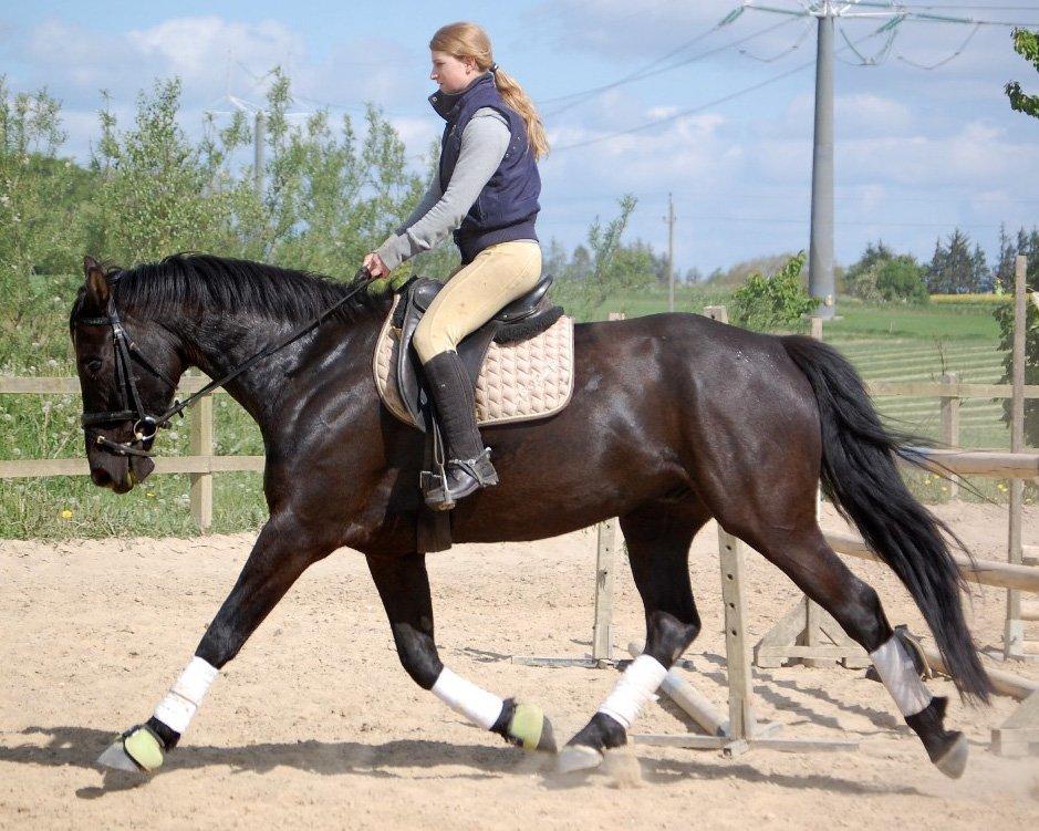 Anden særlig race Skonhøjs Mr. Perfect - Solgt - D. 18/5-2008  billede 1