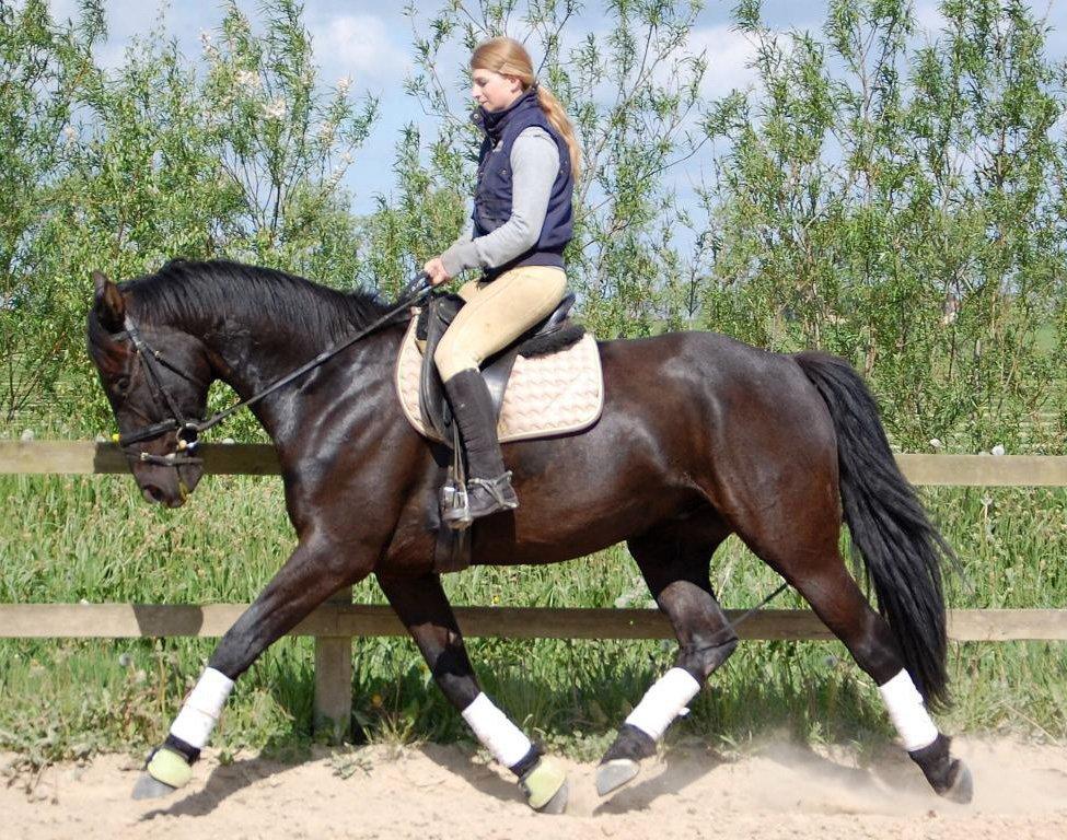 Anden særlig race Skonhøjs Mr. Perfect - Solgt - D. 18/5-2008 billede 2