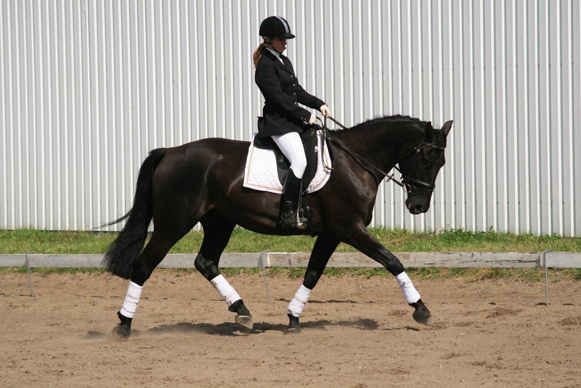 Anden særlig race Skonhøjs Mr. Perfect - Solgt - D. 18/8-2007 billede 3