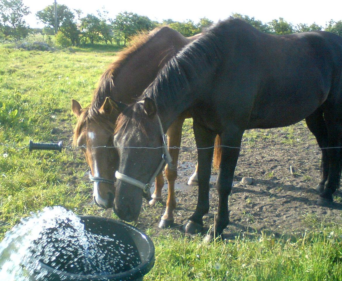 Anden særlig race Skonhøjs Mr. Perfect - Solgt - Hygge med vandslange :)  billede 4