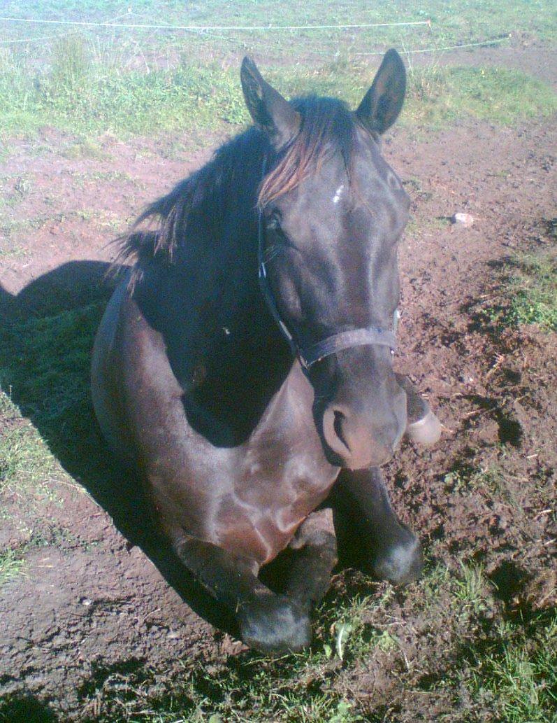 Anden særlig race Skonhøjs Mr. Perfect - Solgt - Hygge .:)  billede 5