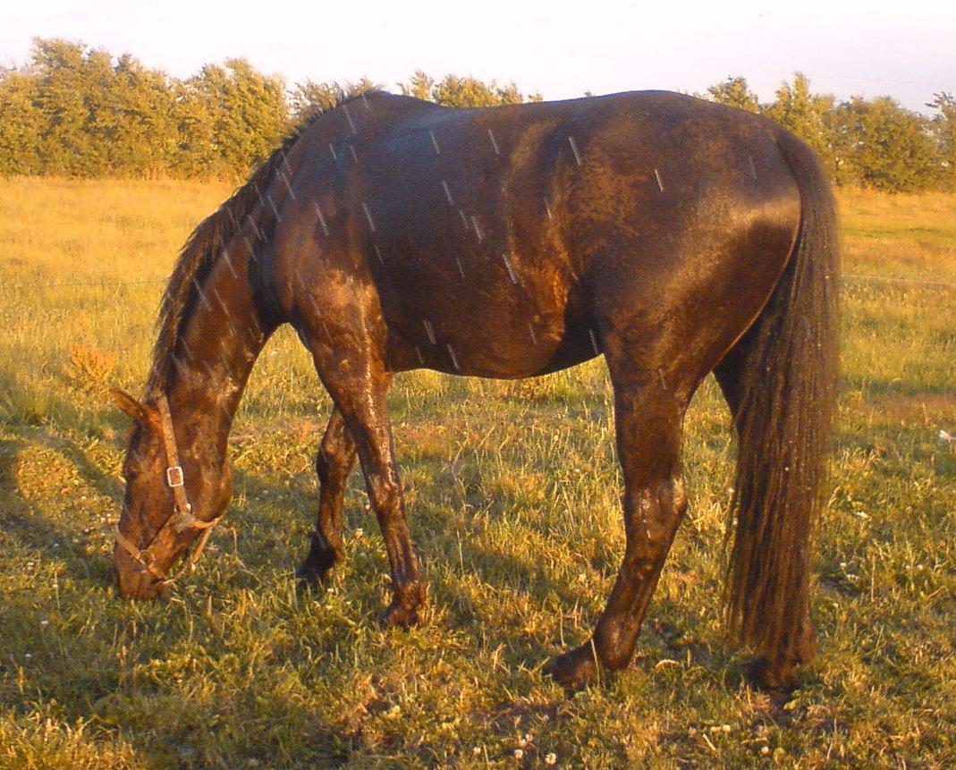 Anden særlig race Skonhøjs Mr. Perfect - Solgt billede 6
