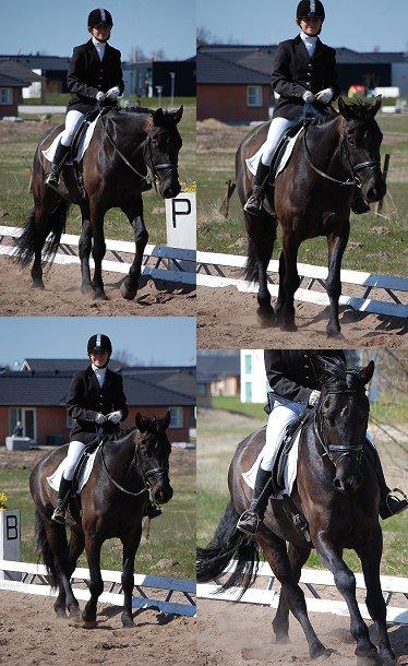 Anden særlig race Skonhøjs Mr. Perfect - Solgt billede 8