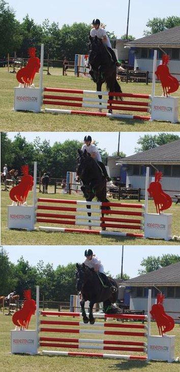 Anden særlig race Skonhøjs Mr. Perfect - Solgt billede 11